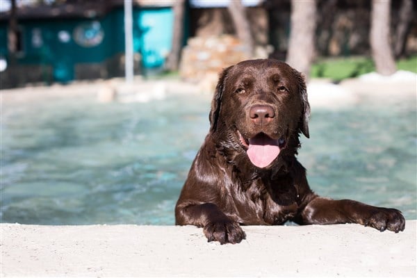 köpeklerin yüzme ögrenmesi